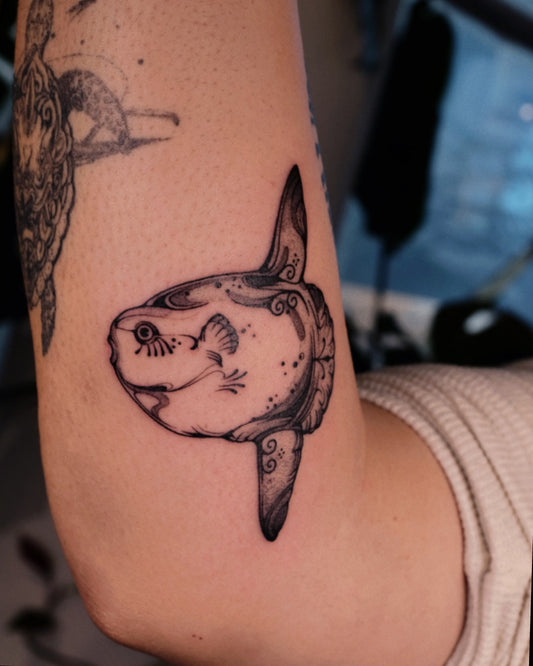 B-011 : Mola mola